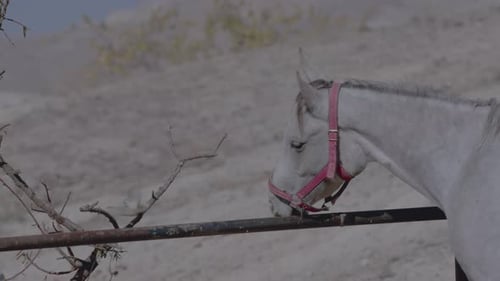 Gray Horse Eating Plants on Farm