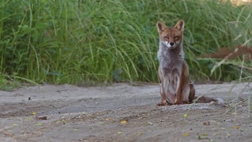 Japanischer Rotfuchs sitzt auf einer Schotterstraße