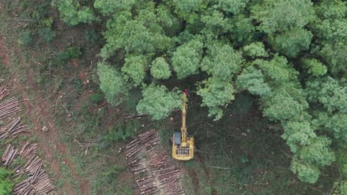 Der Baum fällt um, als er vom Feller Buncher Harvester gefällt wird