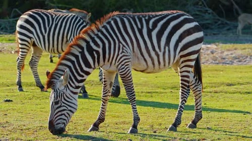 Zebra Eating Grass on Field Life of Wild Animals in Nature