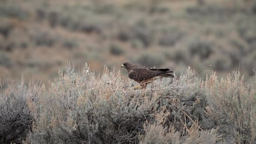 Majestic Hawk Taking Flight in Rural Environment