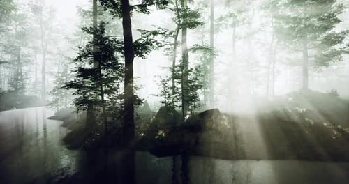 Mysterious Forest Mist Envelops a Tranquil Stream at Dawn