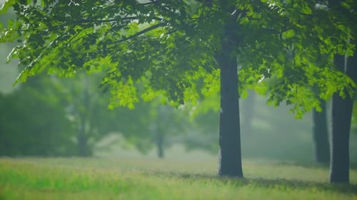 Lush Green Young Leaves of Maple Illuminated By Bright Sunlight at Spring