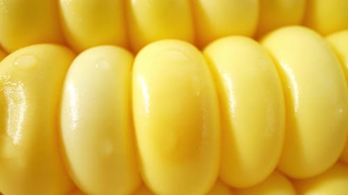 Macro video of sweetcorn showcases its golden kernels in intricate detail