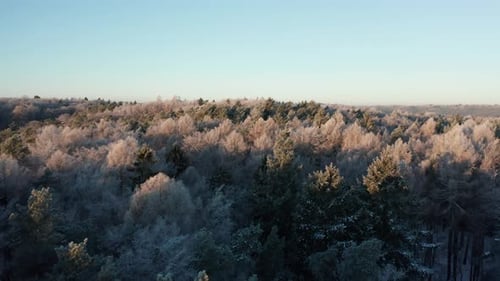 Winter Forest Snow Pine Trees Landscape Shooting From a Drone