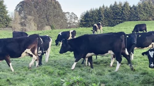 Cows Grazing Peacefully in a Green Rural Pasture