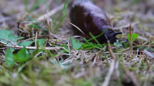 Makroverhalten: Schwarze Schnecke frisst kleine grüne Blätter auf Waldboden
