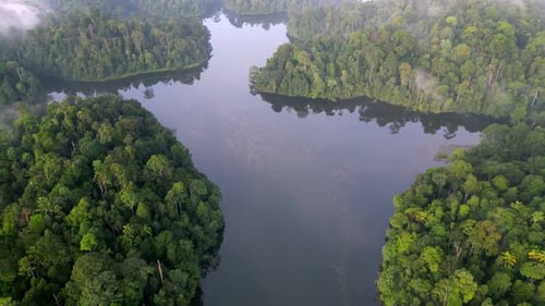 Aerial push toward green rainforest