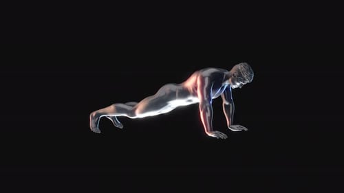 3D Human Anatomy Push-Up Animation
