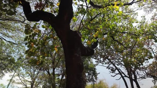 Una vista que mira hacia el dosel de varios árboles con un cielo parcialmente nublado, bosque tropical