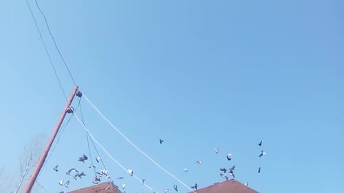 the birds are flying gracefully in the sky. Birds Flying Pigeons, Flock, Flying, Birds, Flight. Pige