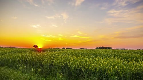 Sol se pondo além de um campo de flores - timelapse