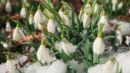 Schneeglöckchen im Frühling bei sonnigem Morgenlicht fallende Schneestücke Zeitlupe