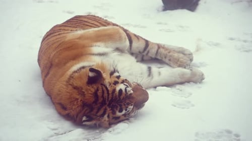 Superzeitlupenvideo mit 4K120 Bildern pro Sekunde des großen männlichen sibirischen Tigers Panthera Tigris Altaica im kalten Winter