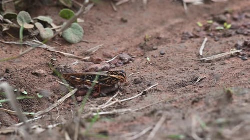 Grasshopper, Caelifera. Phu Khiao Wildlife Sanctuary, Thailand; seen on the brown ground in summer m