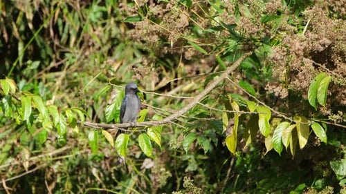 Mirando frenéticamente hacia abajo y hacia arriba en busca de una presa dispuesta a ser devorada, Ashy Drongo Dicrurus leucophaeus, Kh