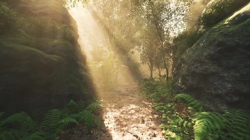 Sunlight Filtering Through Trees in a Lush Forest Path During Morning Hours