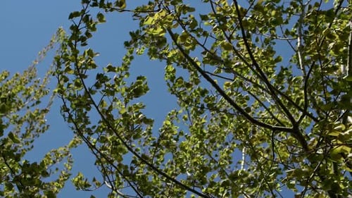 Tree Branches and Leaves Swaying in the Wind