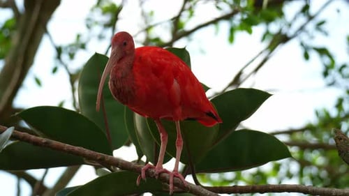 Un ibis escarlata (eudocimus ruber) se posa en la rama de un árbol, de cerca.