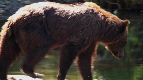 Full frame, shaggy Grizzly bear walks along river edge, looks for fish