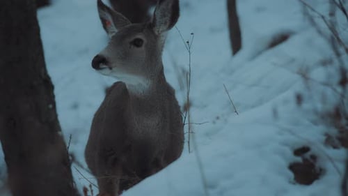 Young deer in the snowy forest looking around while eating weeds