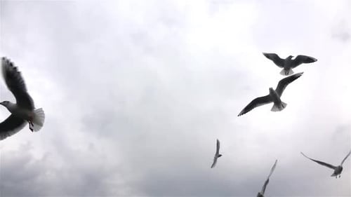 Seagulls Flying Against Overcast Sky