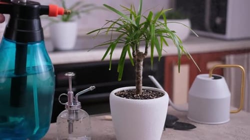 Woman Watering Replanted Dracaena House Plant at Home