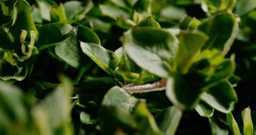 close up timelapse of green plant in studio lighting with black background moving from left to right
