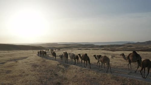Caravane de chameaux traversant un paysage désertique au lever du