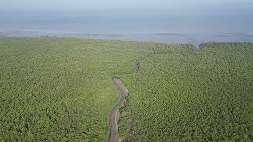 A river is shown in the middle of a mangrove forest