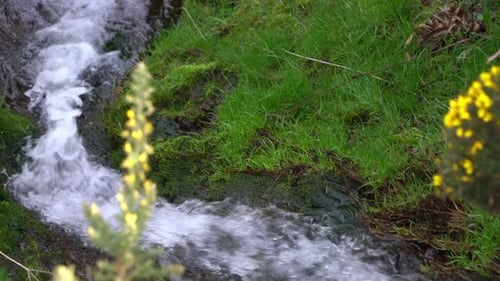 Camera pans through green landscape adorned with vibrant yellow flowering trees. Follow the graceful