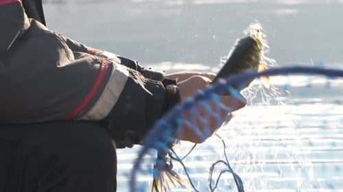 Fisherman's hands untangles fish from net on boat, medium shot