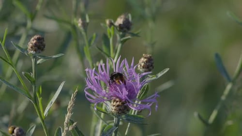 Bee Collects Pollen From a Purple Flower