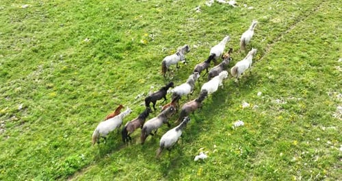 Large Herd of Wild Horses Galloping Quickly Running Across a Field of Green Grass