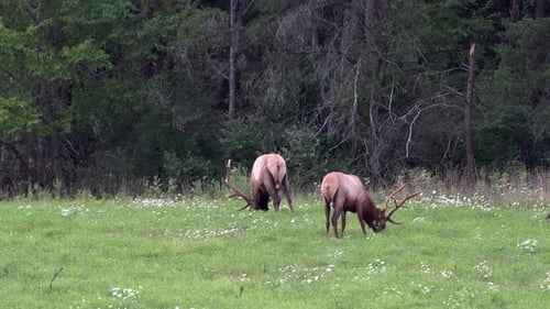 Two elk grazing in a pasture in the evening light with the pine forest in the background.