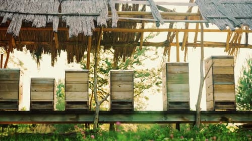 Blick auf die hölzernen Bienenstöcke, die im sonnigen Sommer im Bienenhaus stehen