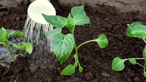 Organic food without GMOs. Spring garden work. The concept of organic farming