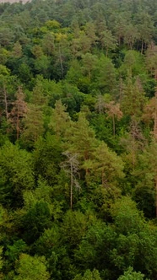 Beautiful woodland. Flight over the tops of green trees. Forest in summer.