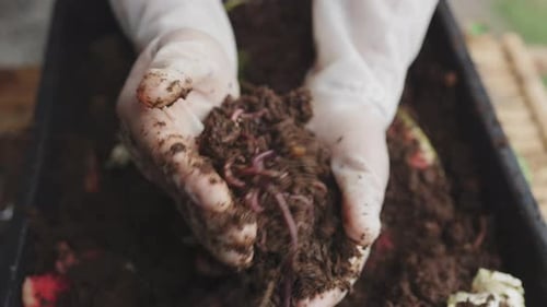 Hands Hold Soil and Earthworms for Agriculture