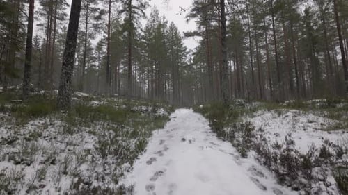 Snowy Hiking Trail Through The Forest With Tall Pine Trees In Winter. - tilt up shot