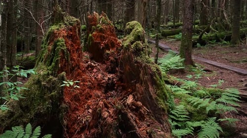 A decaying tree stump in the forest covered with moss surrounded by ferns - isolated close up detail