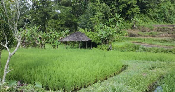 Low 4K drone tracking shot over flooded rice fields in Sidemen, Bali ...