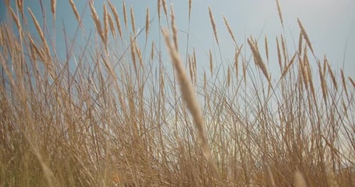 Immersive Kamerabewegungen zwischen goldenem Strandgras an einem Sandstrand. Dürre und Klimawandel co