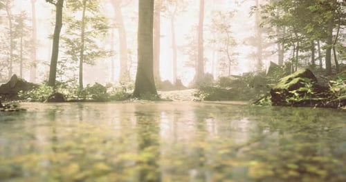 Sunlight Filters Through Trees in Serene Forest with Calm Water Reflections