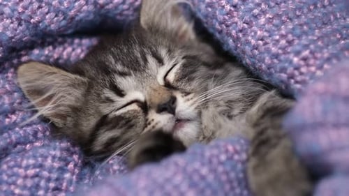 Little Kitten Sleeps in a Cozy Blanket