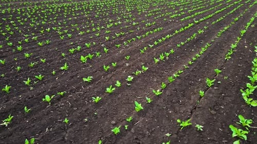 Sugar Beet Seedlings on Fertile Soil Beets Grow in Spring at Field