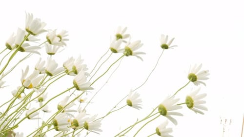 Kamillenblüte isoliert auf weißem Hintergrund