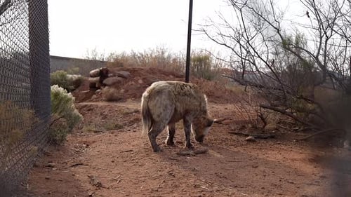 hyena eating chow in wildlife sanctuary.