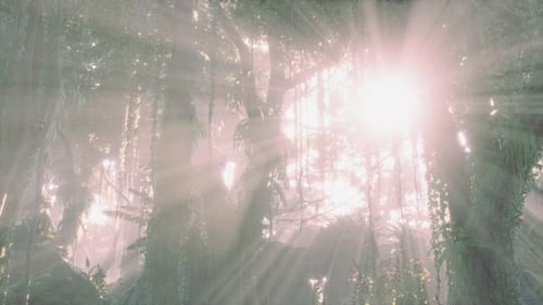 Deep Tropical Jungle in Darkness