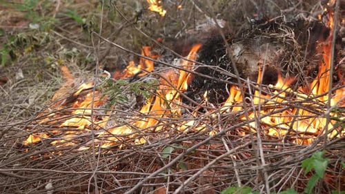 Wildfire rages through dry brush and trees